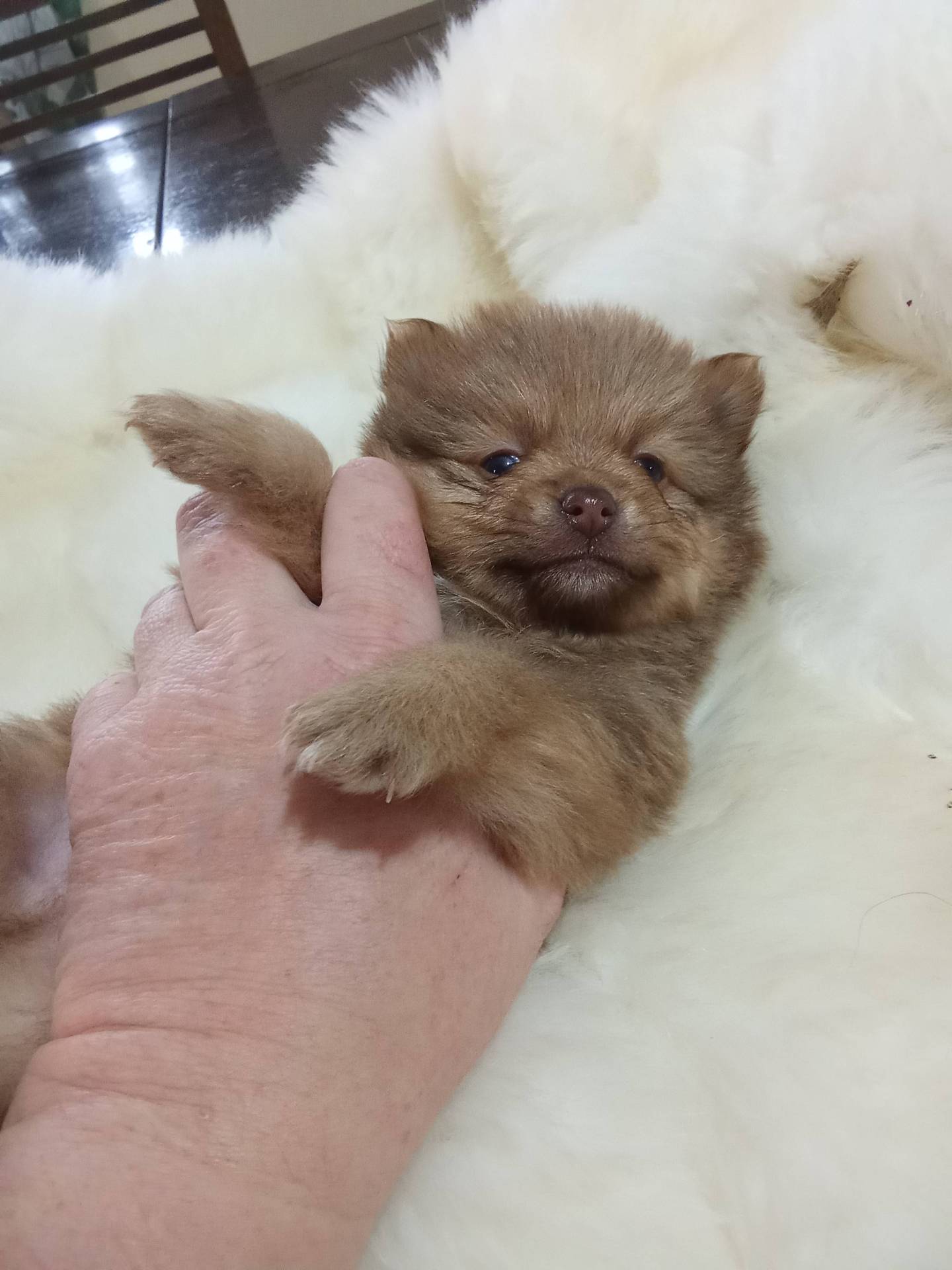 Adorable bébé spitz nain  deuxième