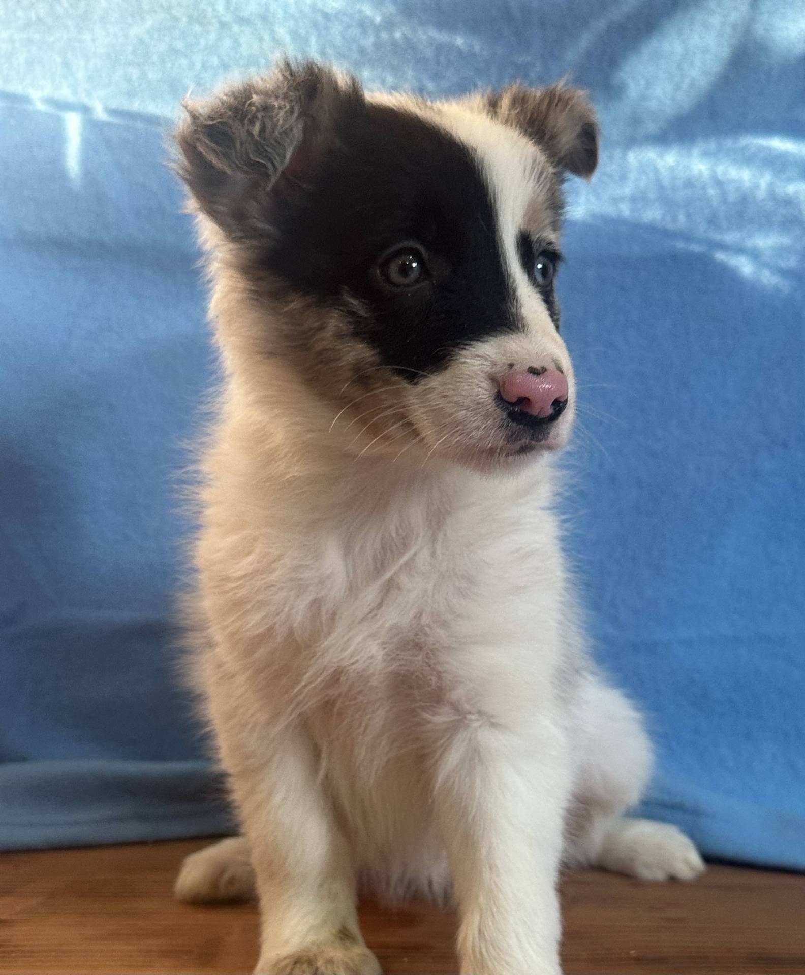Border Collie  première