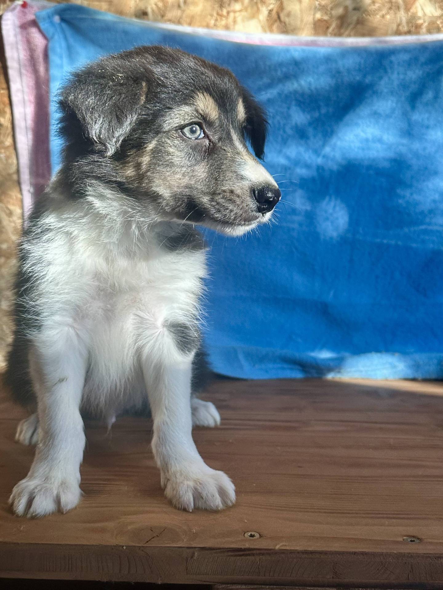 Border Collie  première