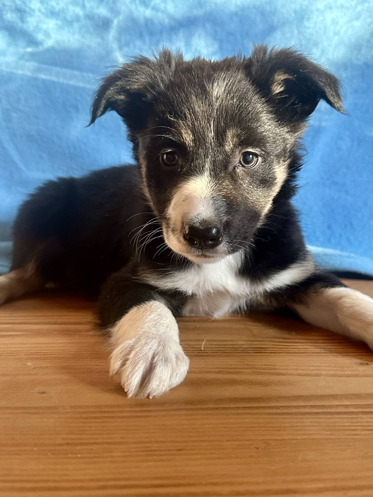Border Collie  cinquième
