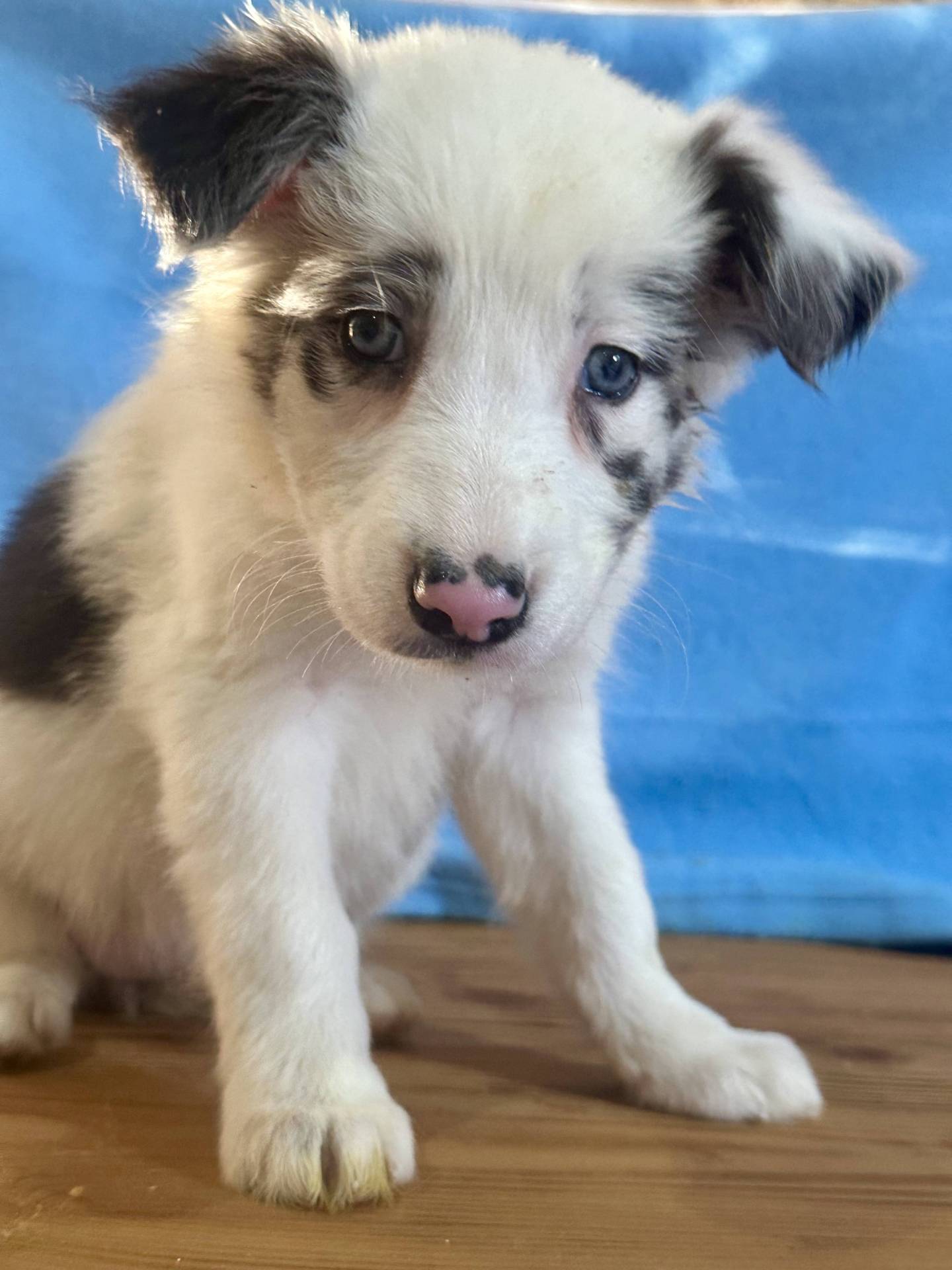 Border Collie  première