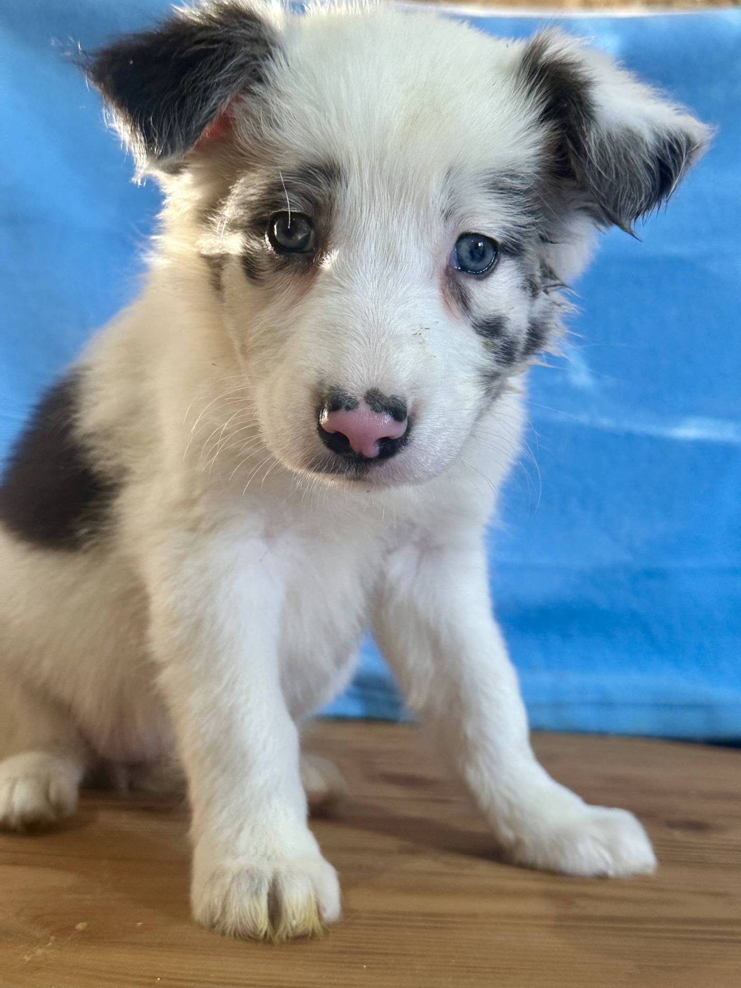 Border Collie  sixième