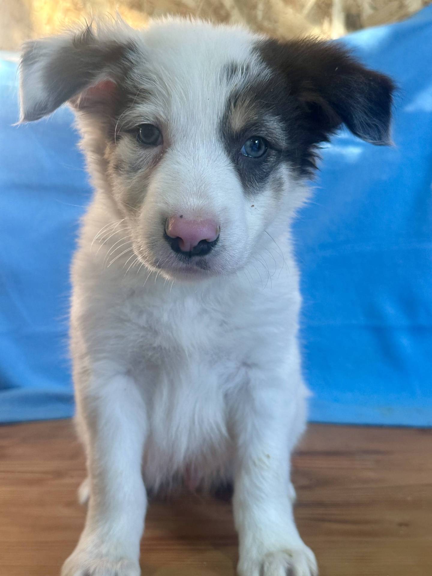 Border Collie  neuvième