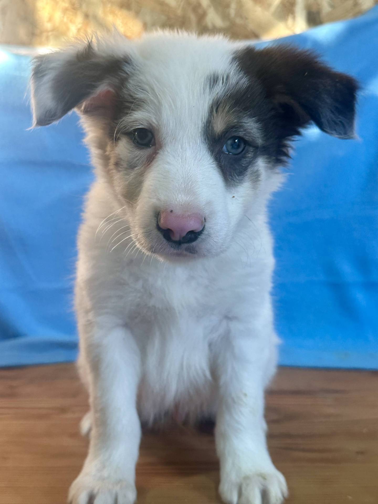 Border Collie  deuxième