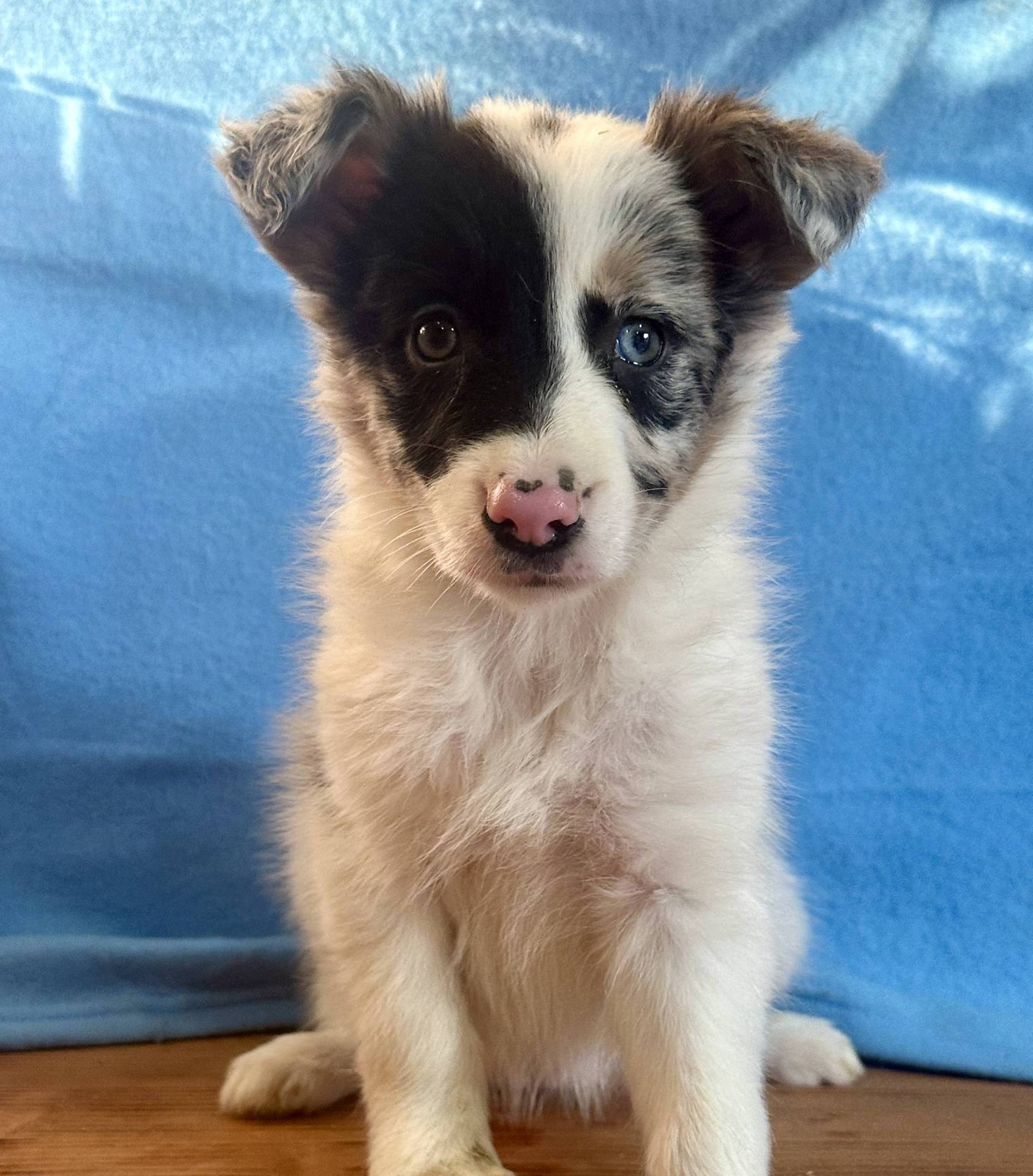 Border Collie  première