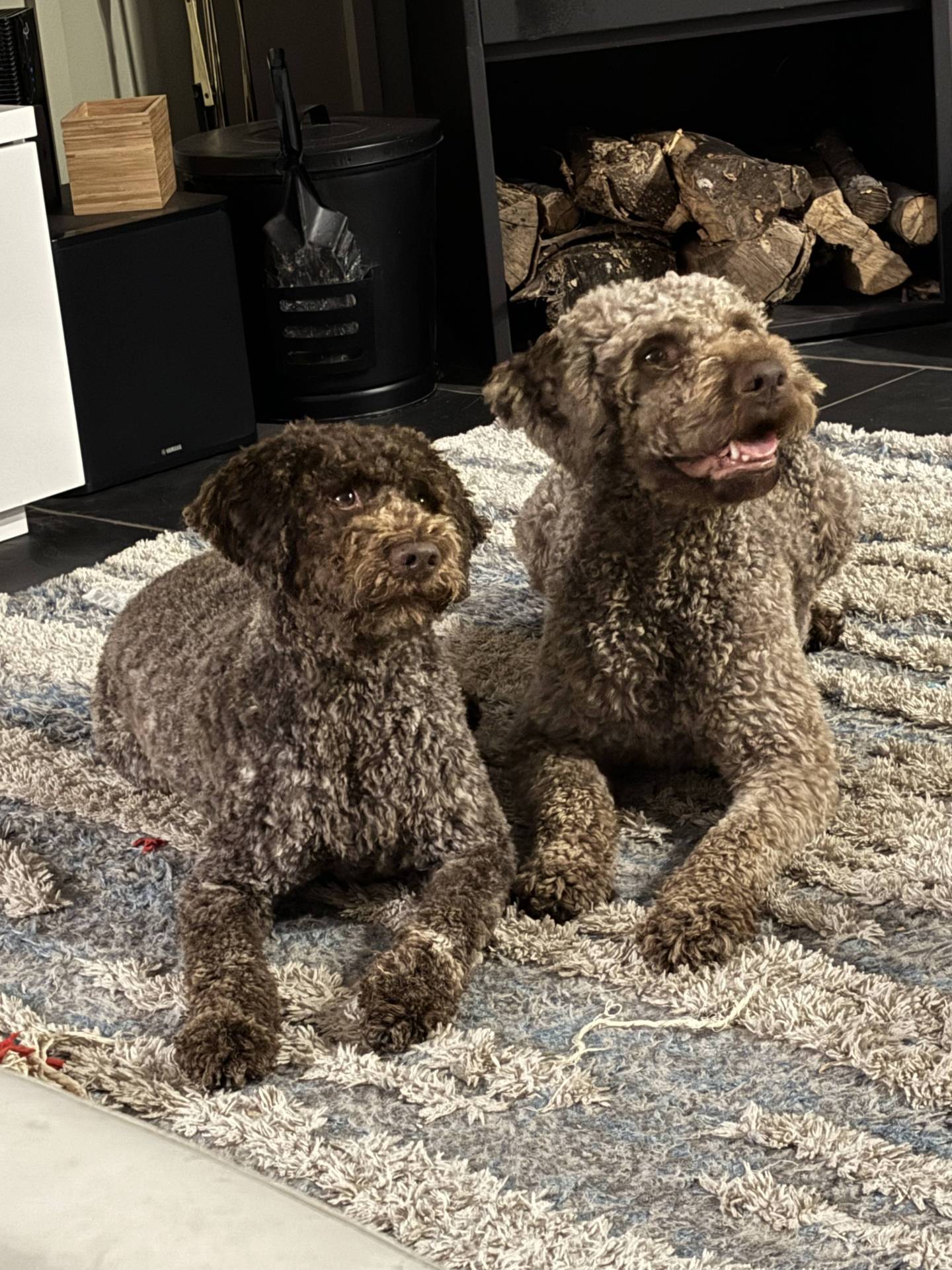 Elavage de Lagotto Romagnolo Dolce Vita cinquième