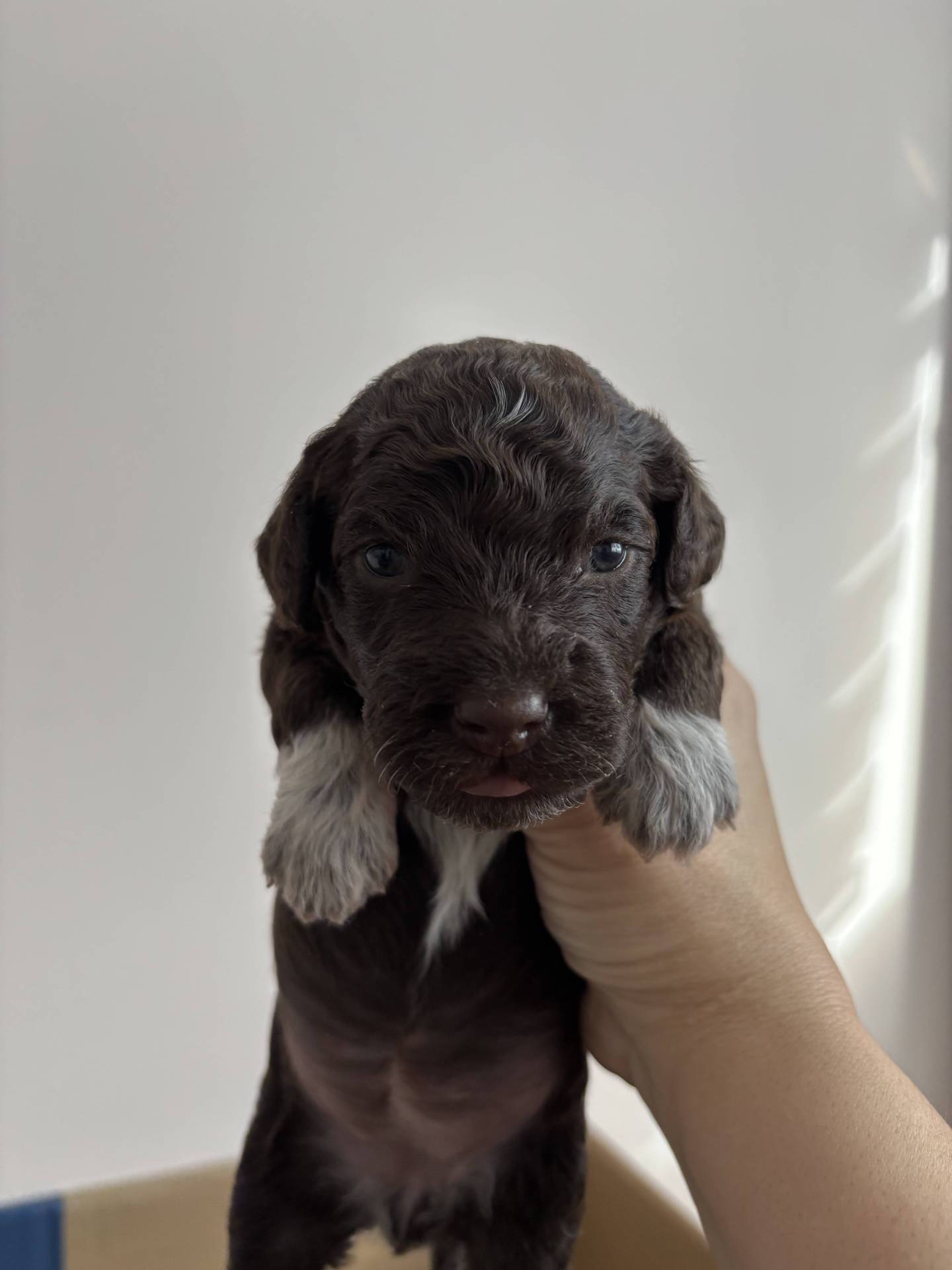 Elavage de Lagotto Romagnolo Dolce Vita sixième