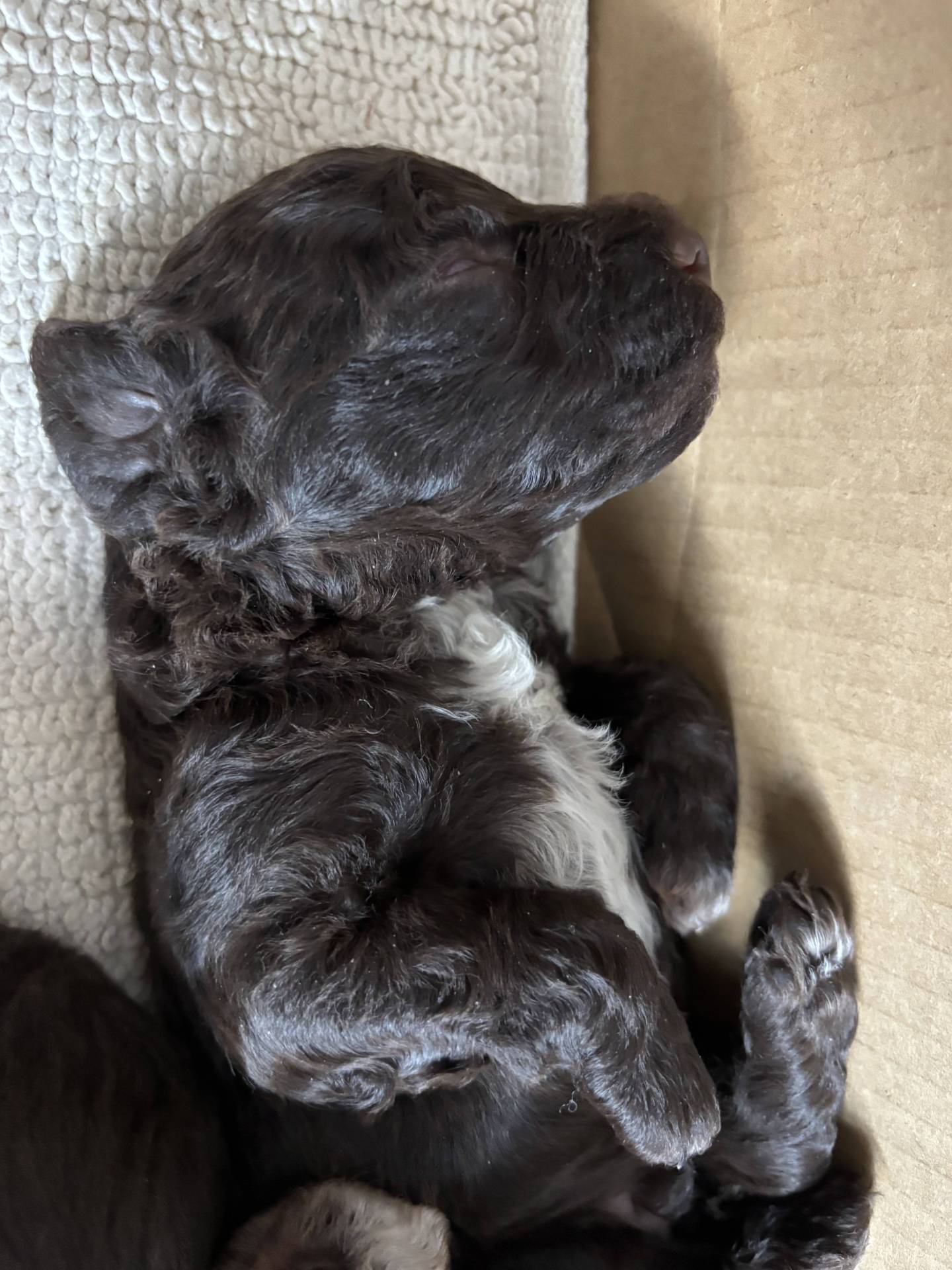 Elavage de Lagotto Romagnolo Dolce Vita neuvième