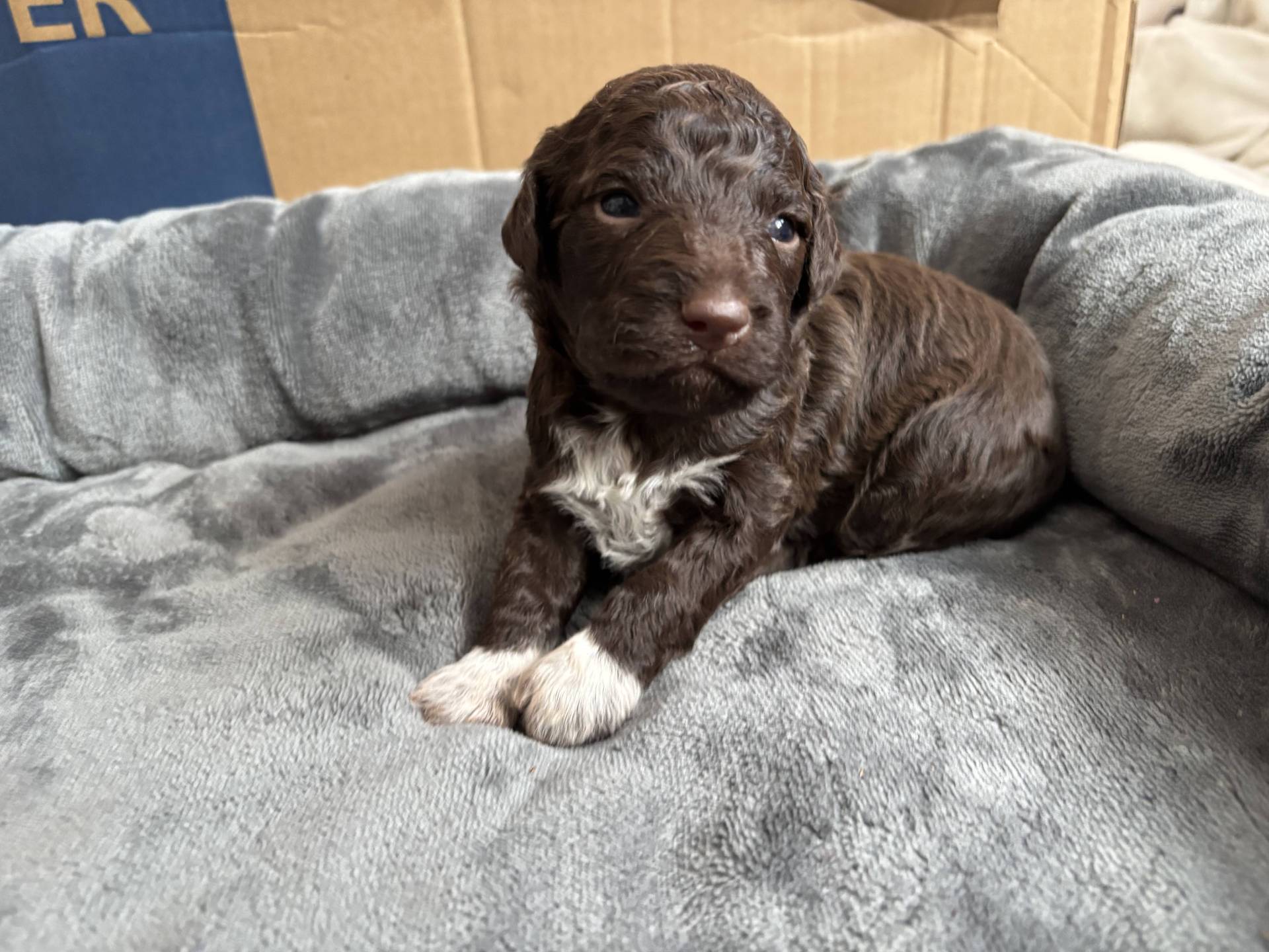 Elavage de Lagotto Romagnolo Dolce Vita quatrième