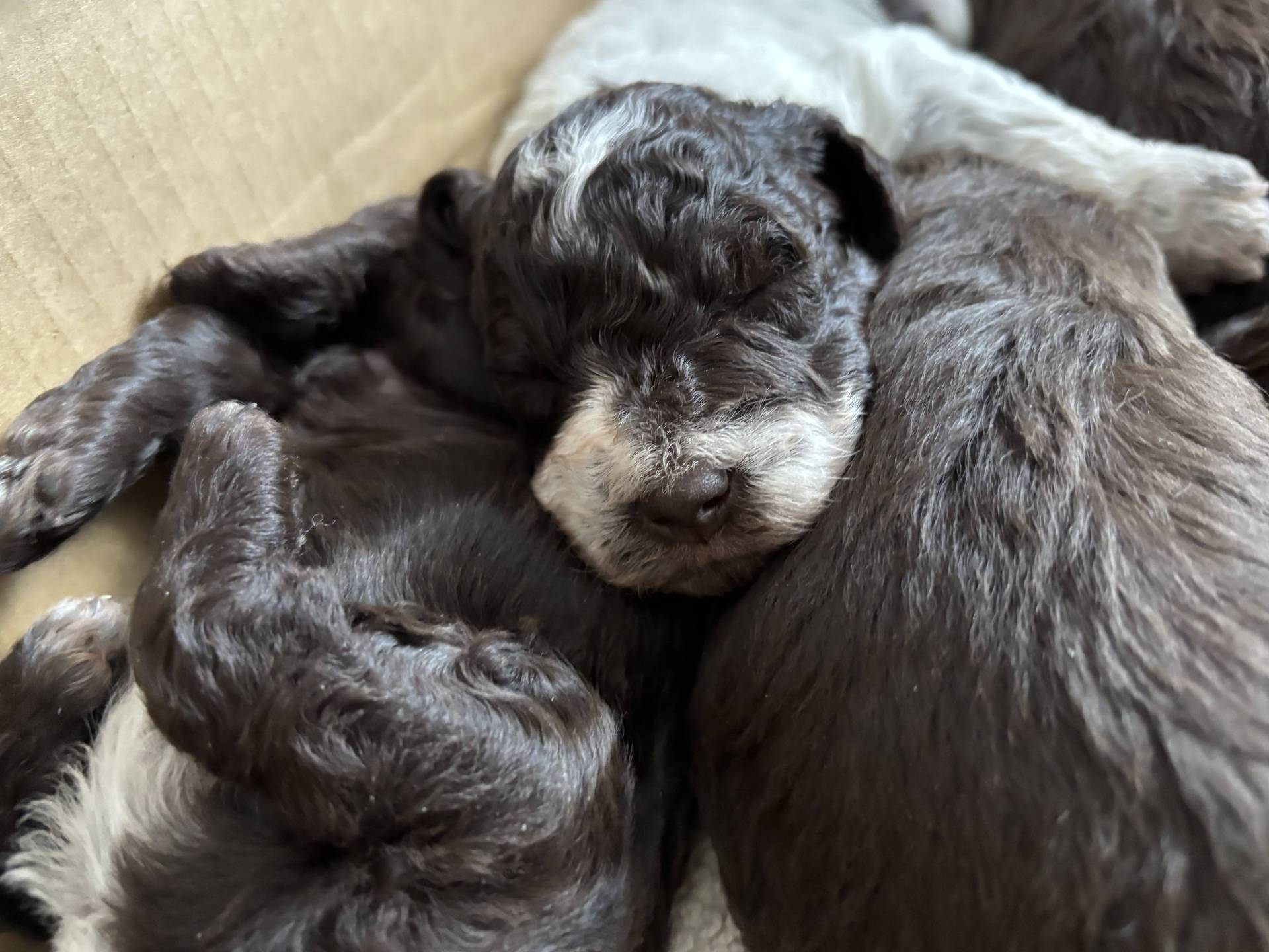 Elavage de Lagotto Romagnolo Dolce Vita quatrième