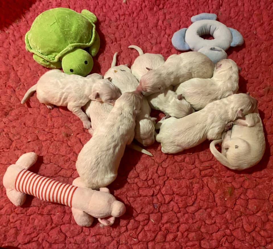 Chiot Berger Blanc Suisse a Poil long Lof  neuvième