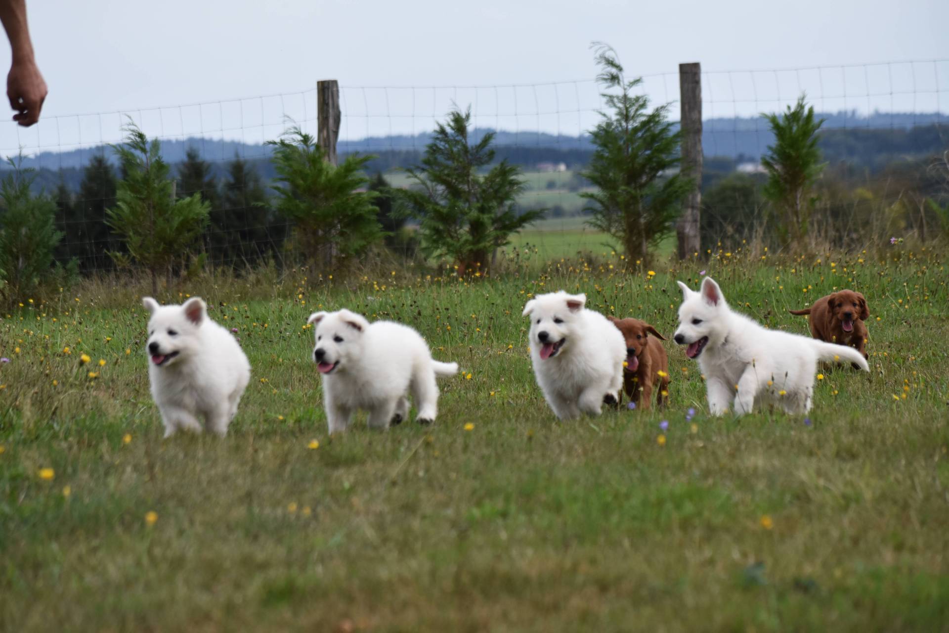 Chiot Berger Blanc Suisse a Poil long Lof  huitième
