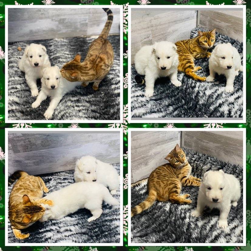 Chiot Berger Blanc Suisse a Poil long Lof  sixième
