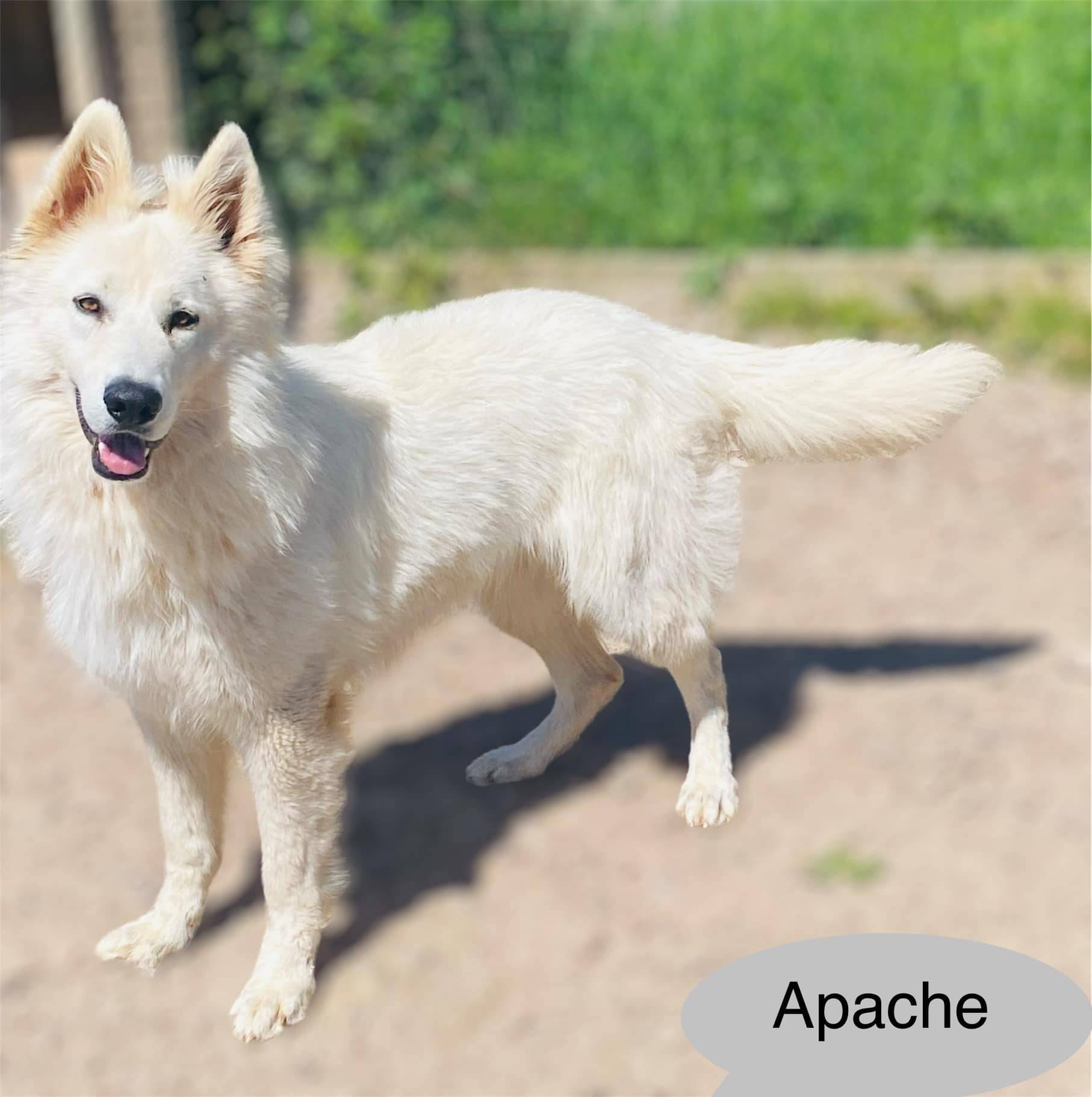 Chiot Berger Blanc Suisse a Poil long Lof  quatrième