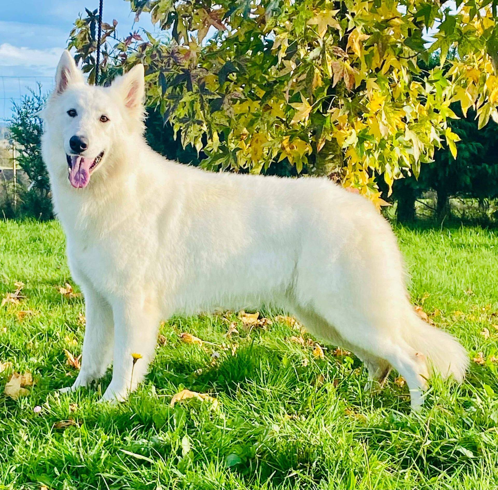 Chiot Berger Blanc Suisse a Poil long Lof  septième