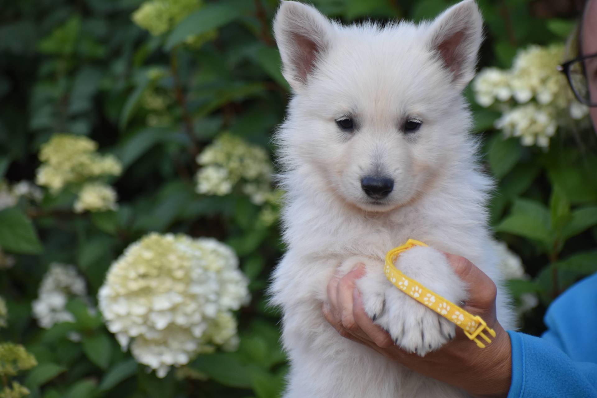 Chiot Berger Blanc Suisse a Poil long Lof  quatrième