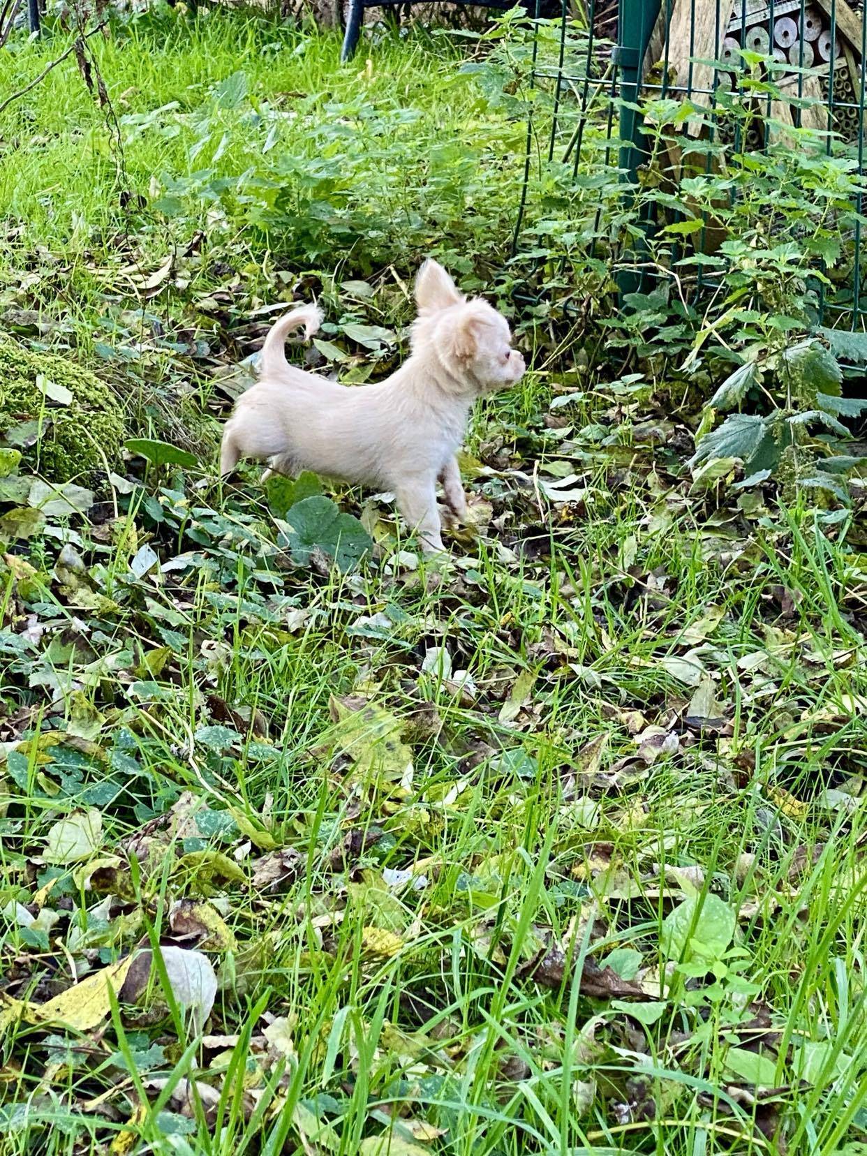 Chihuahua disponible neuvième