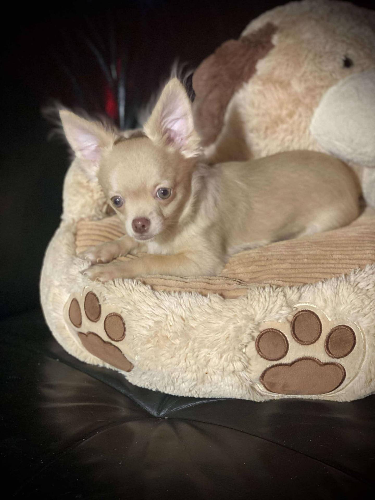 Chihuahua disponible quatrième