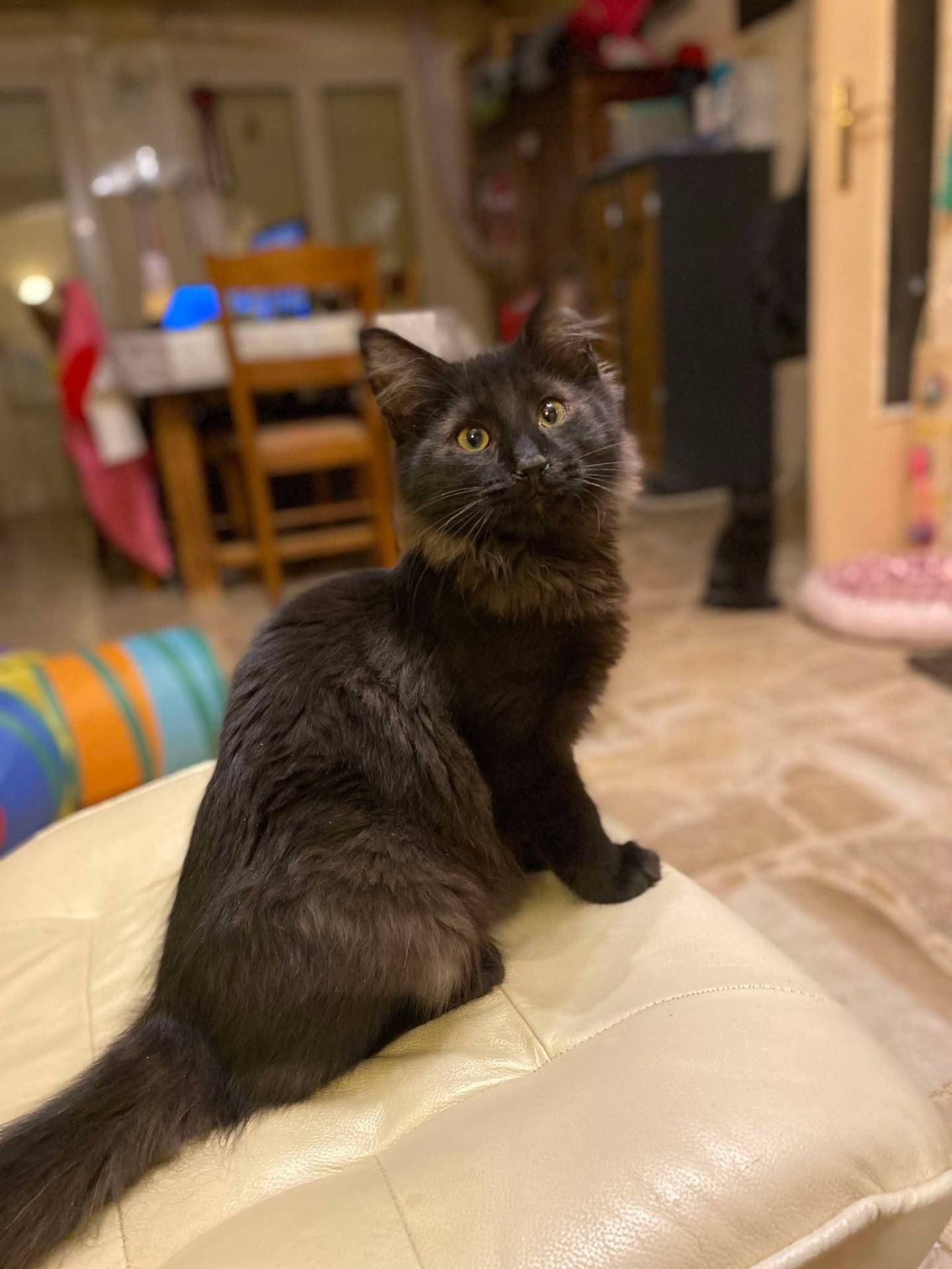 Chaton Norvégien Loof première