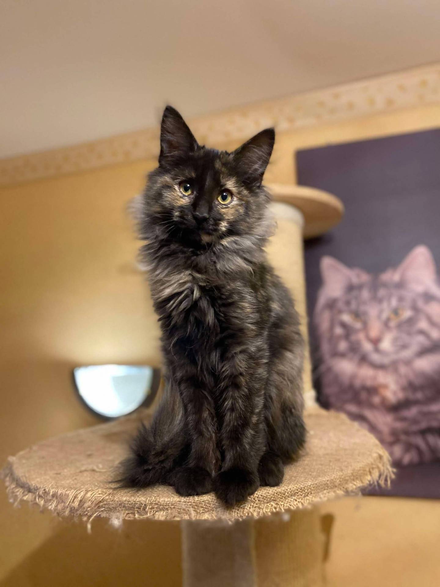 Chaton Norvégien Loof première