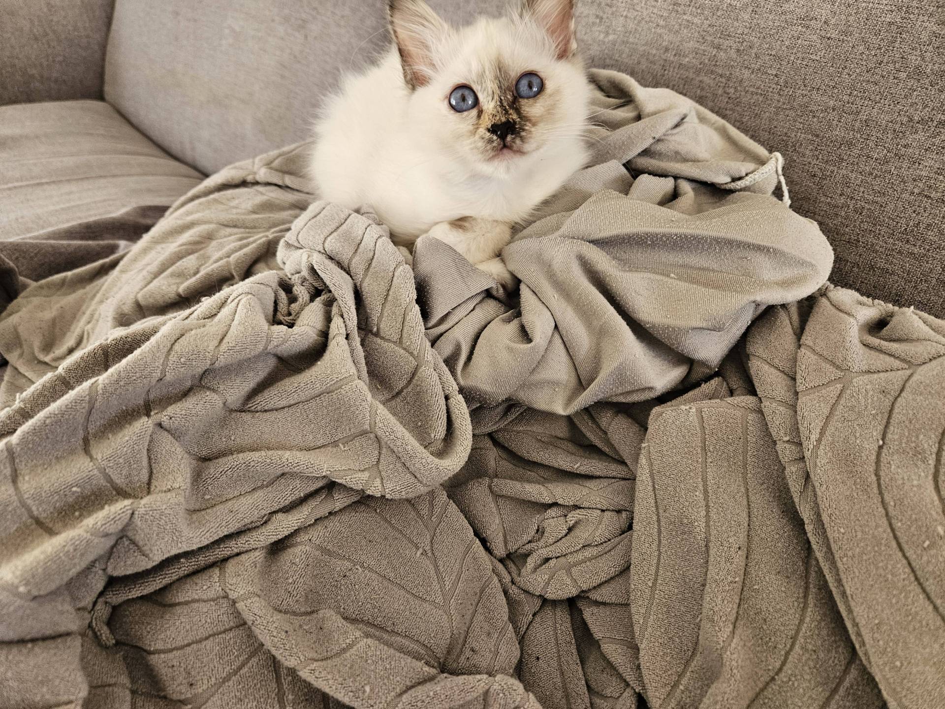 Chaton femelle Sacré de Birmanie  septième