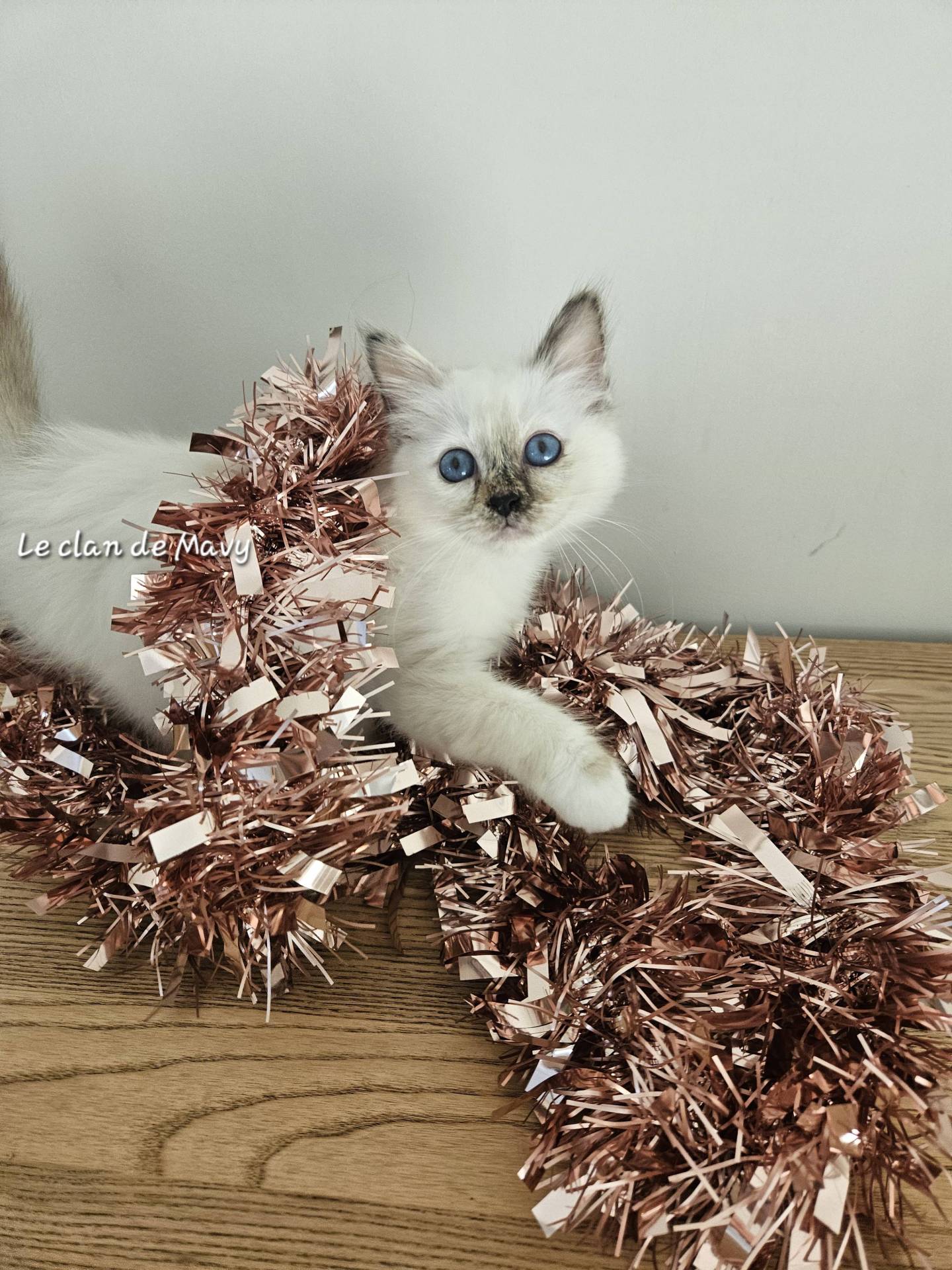 Chaton femelle Sacré de Birmanie  quatrième