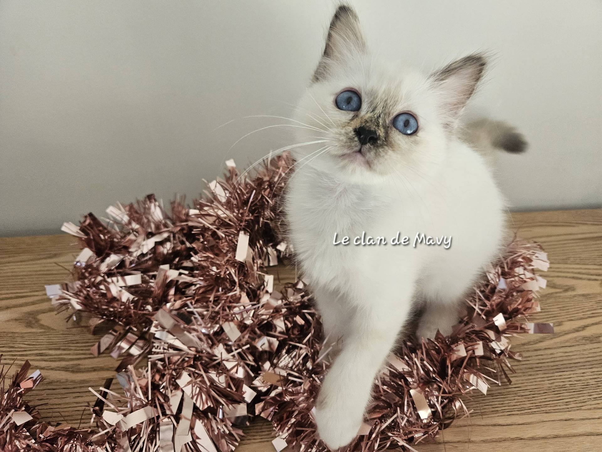 Chaton femelle Sacré de Birmanie  sixième