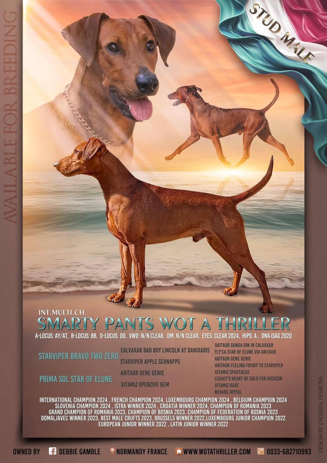 Puppy German pinscher  troisième