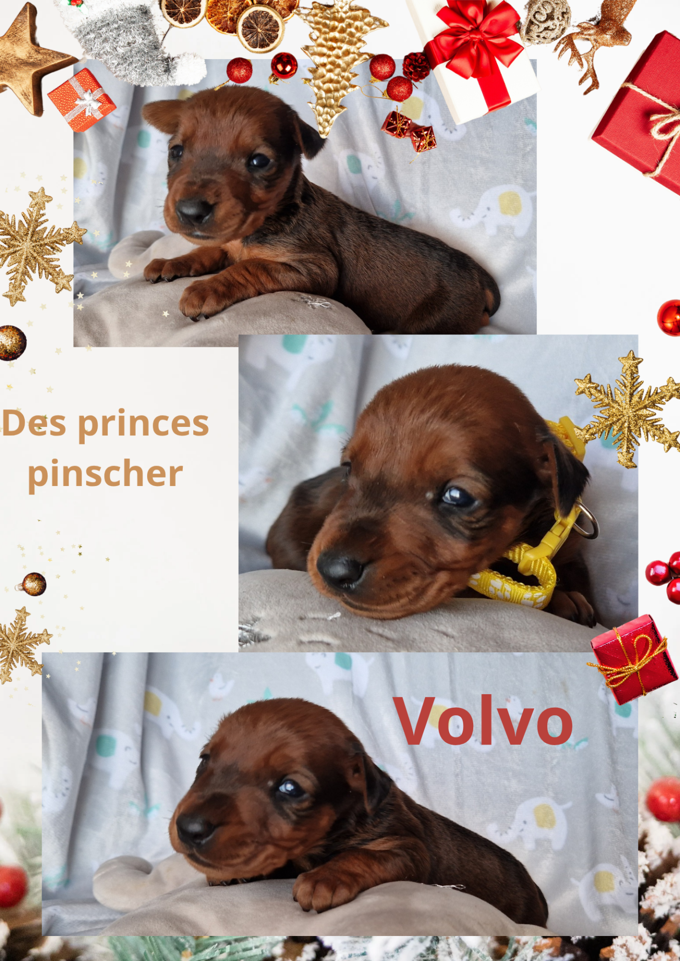 Puppy German pinscher  quatrième