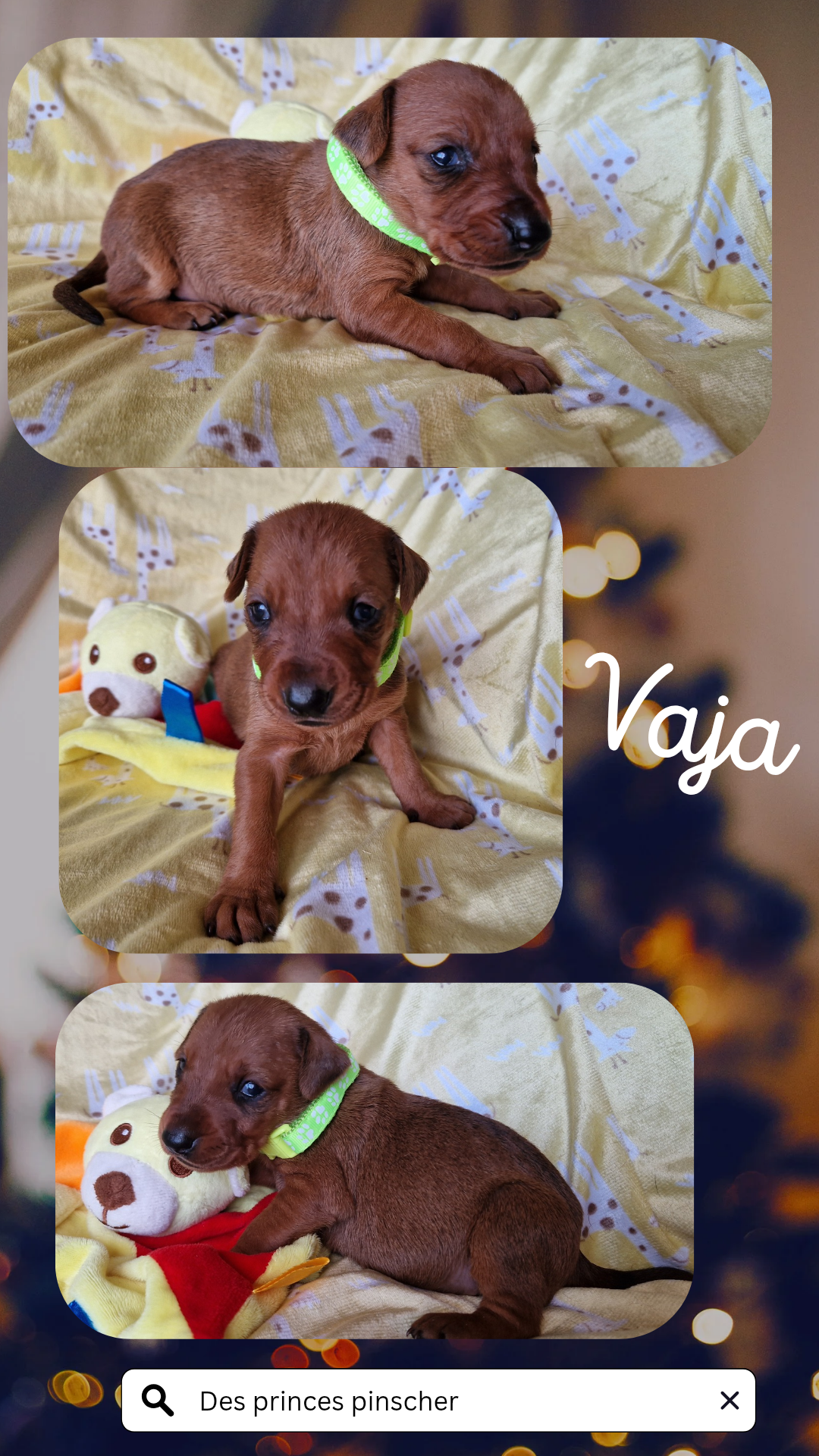 Puppy German pinscher  huitième
