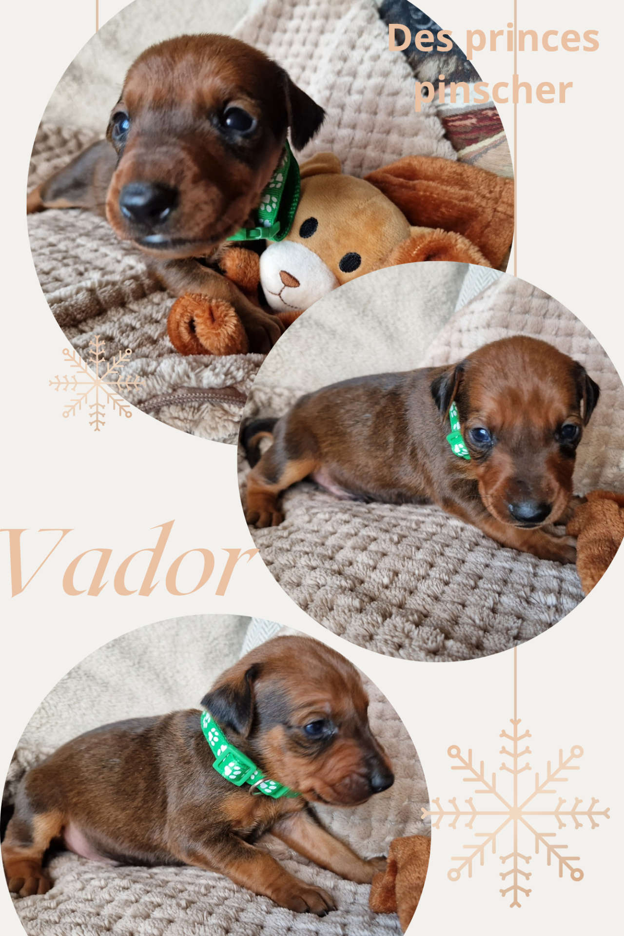 Puppy German pinscher  sixième