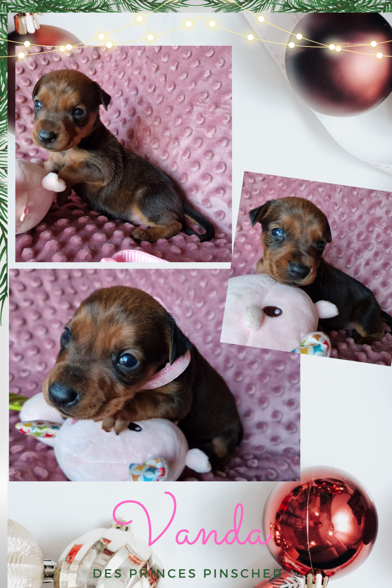 Puppy German pinscher  première