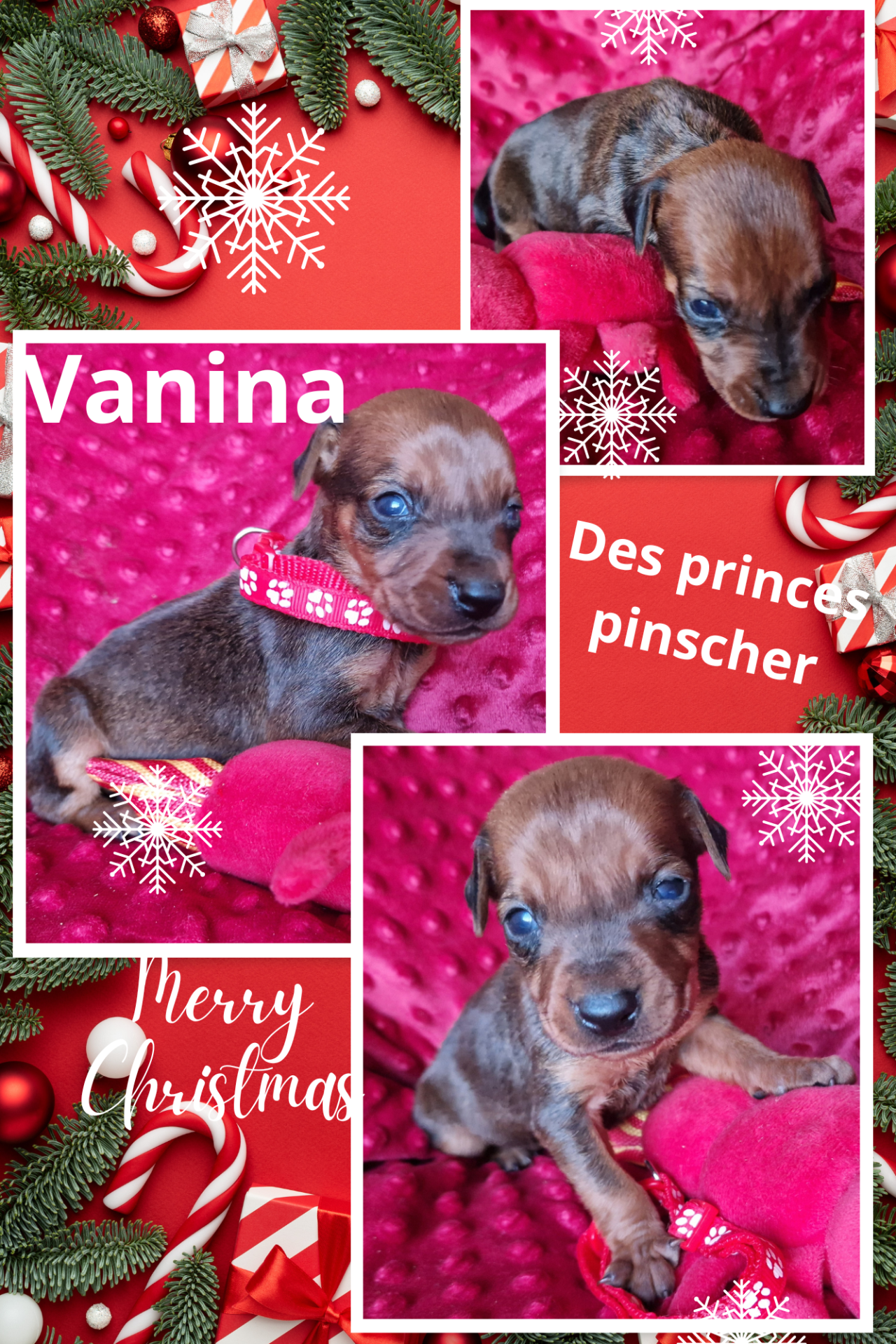 Puppy German pinscher  sixième
