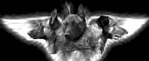 Chiot malinois  cinquième