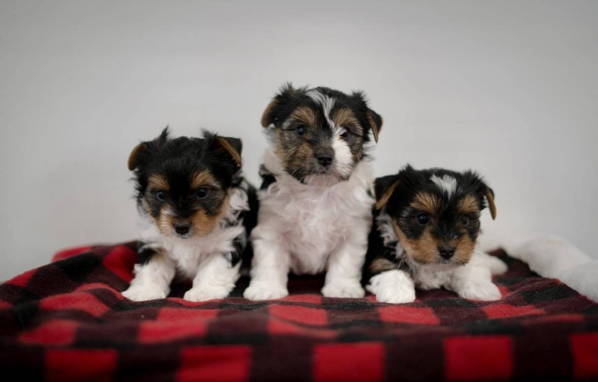 Chiot Biewer Terrier enr. deuxième