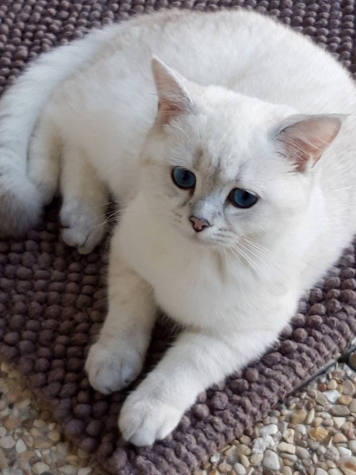 Chaton British  première