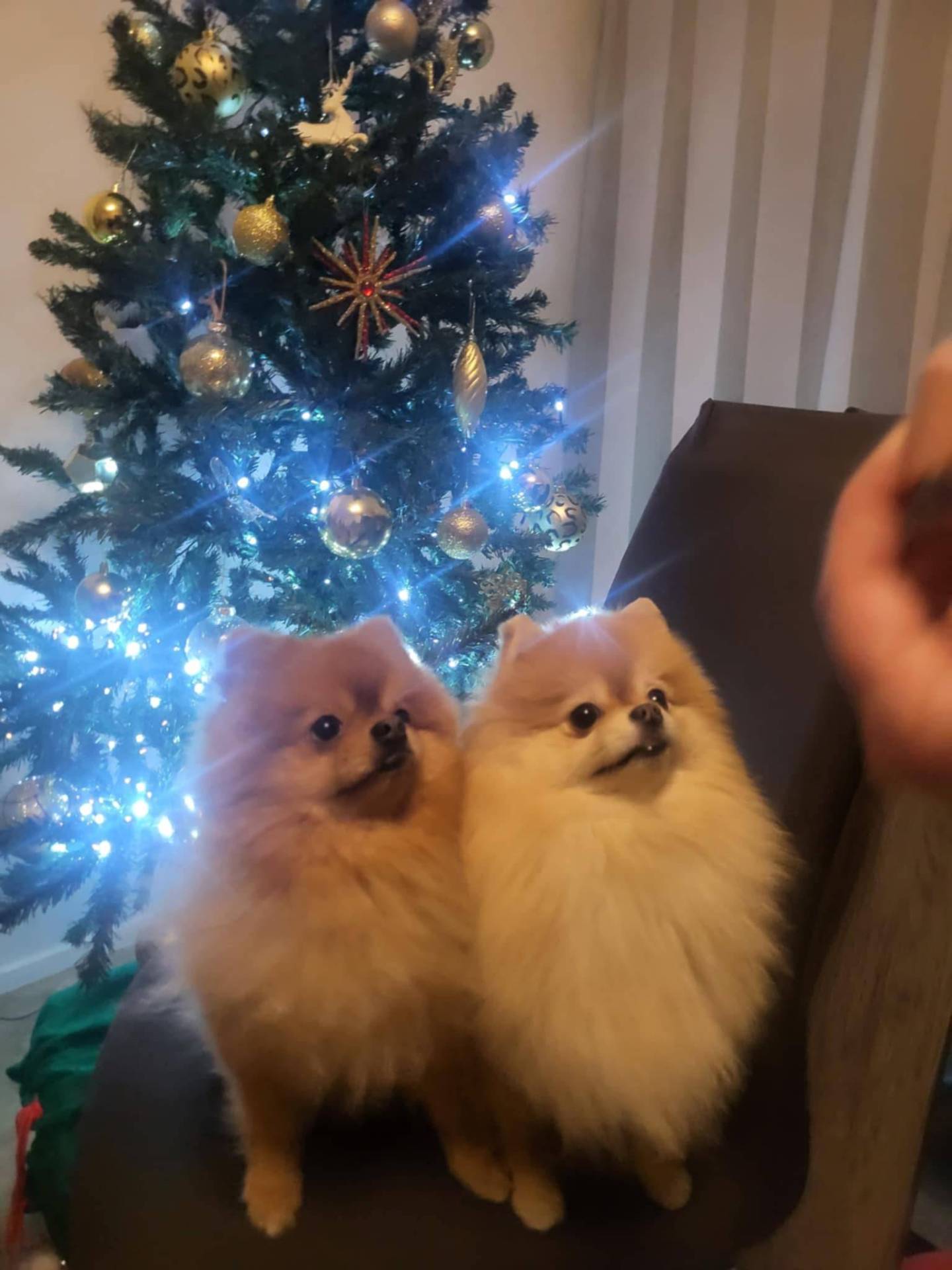 Chions spitz nain  huitième
