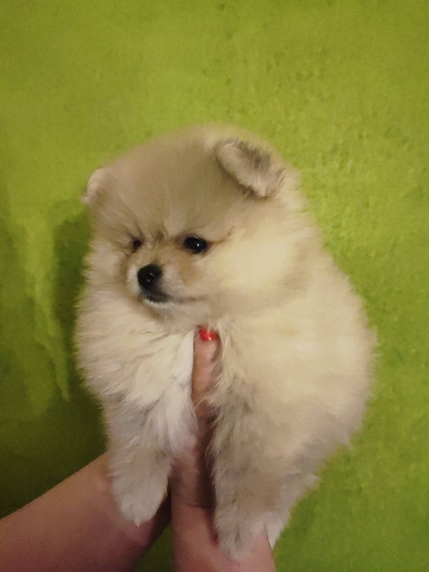 Chions spitz nain  quatrième