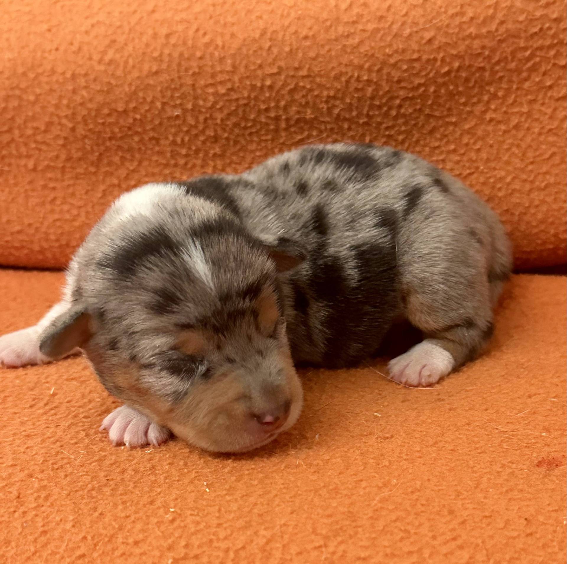 Jack Russell terrier neuvième