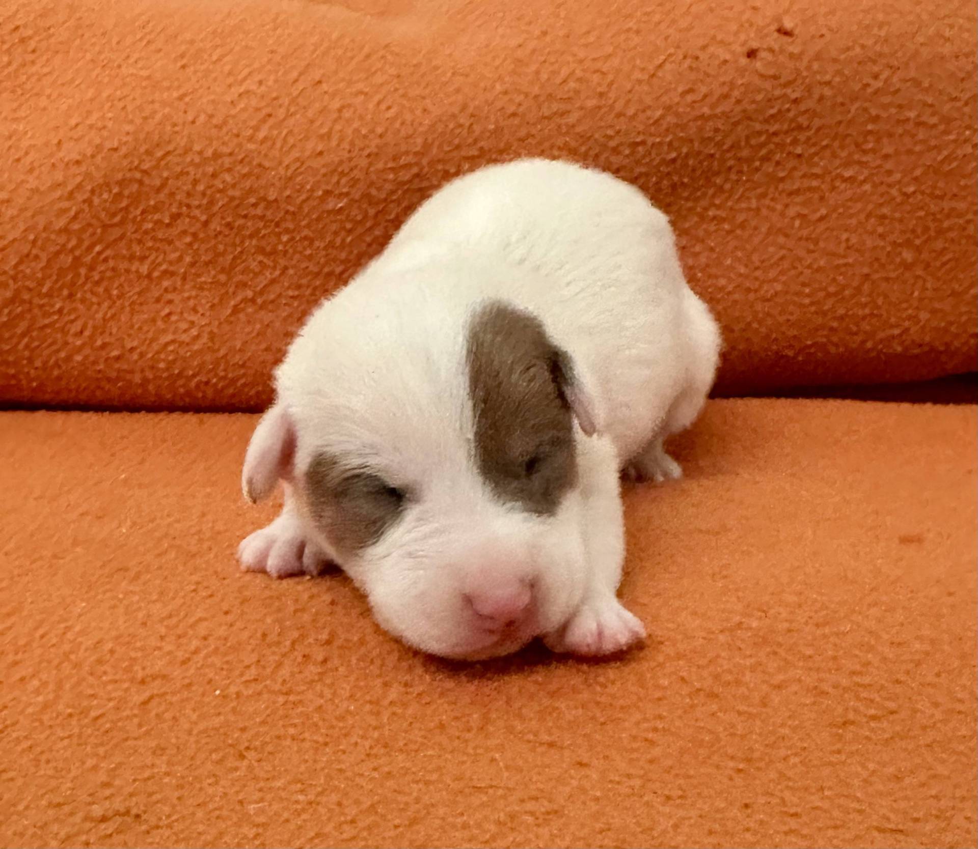 Jack Russell terrier quatrième