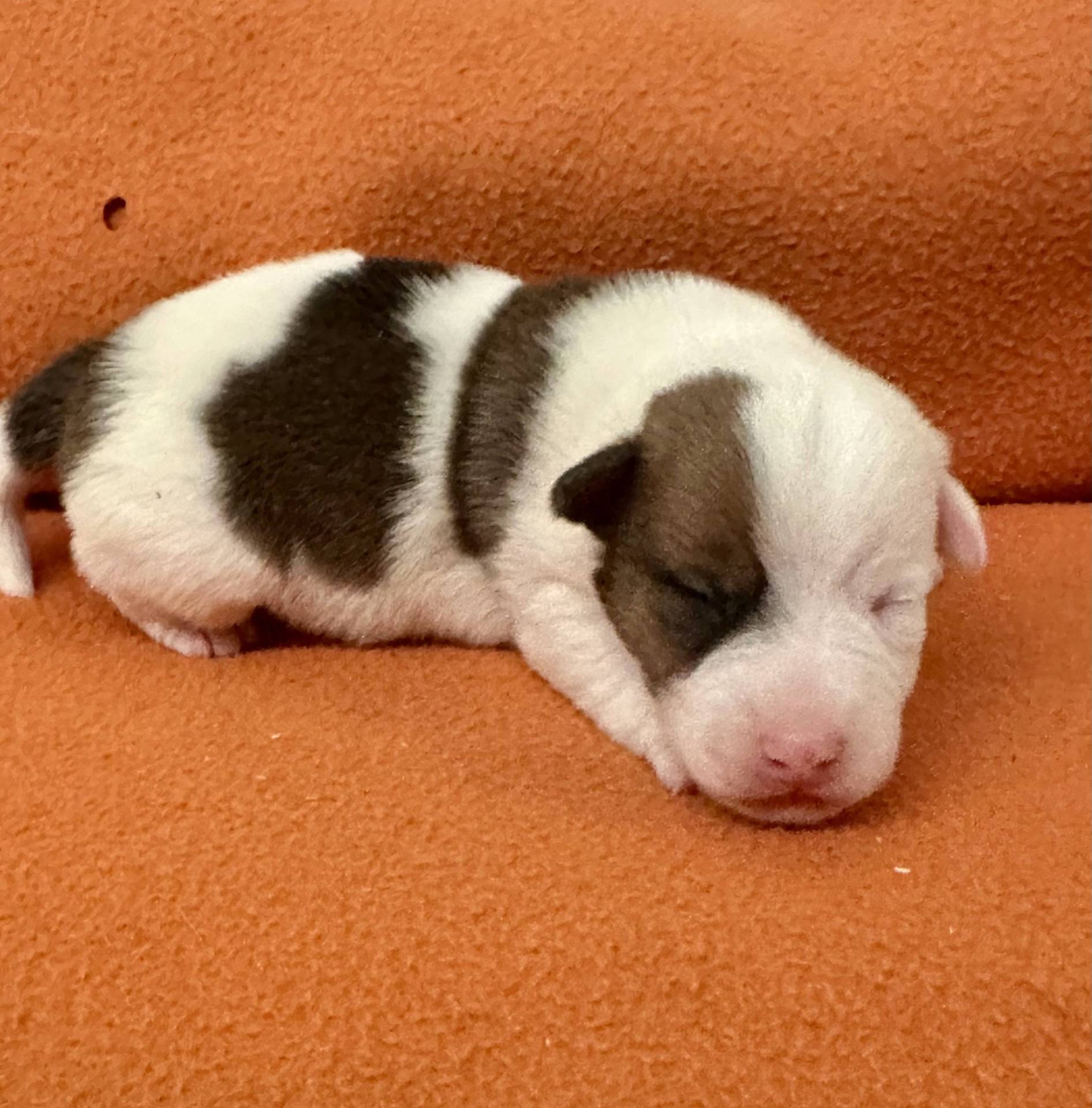 Jack Russell terrier sixième