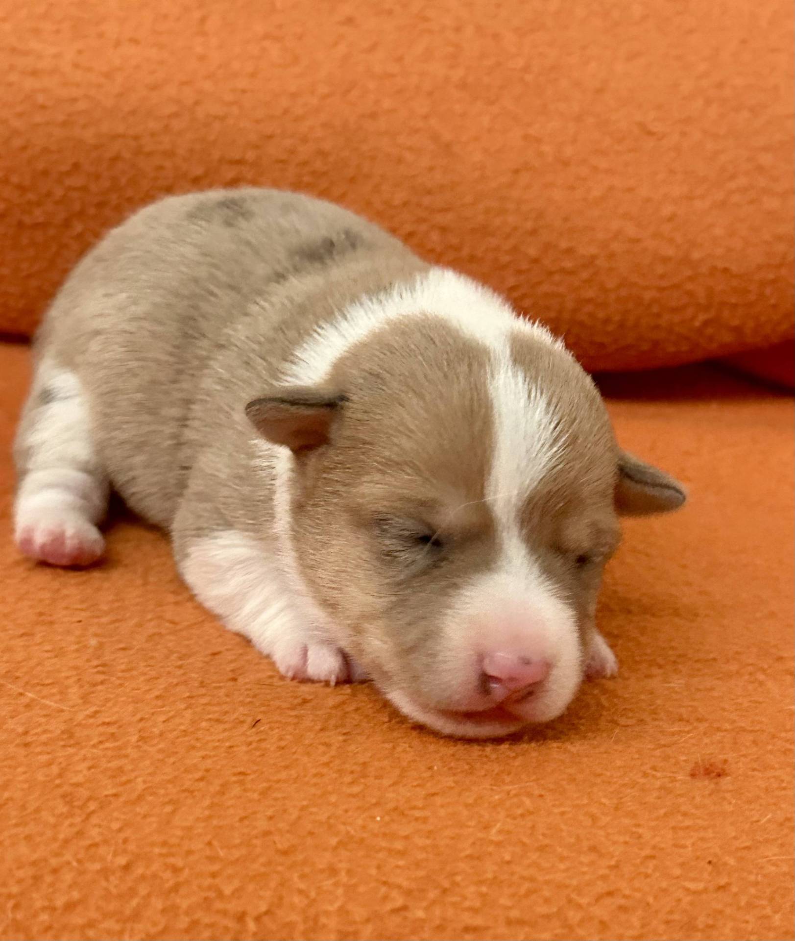 Jack Russell terrier huitième