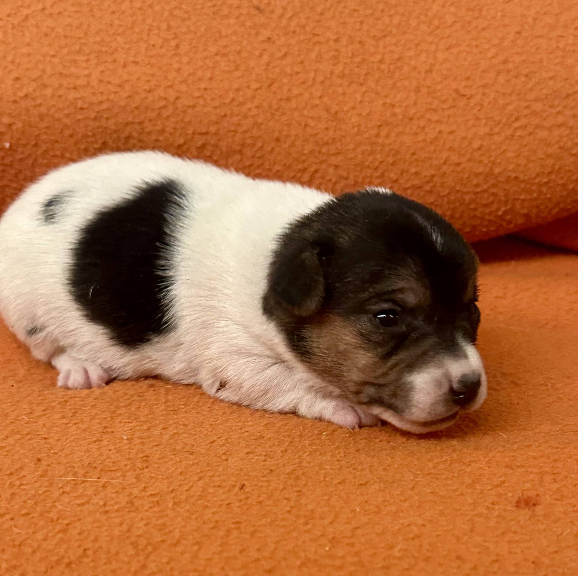 Jack Russell terrier deuxième