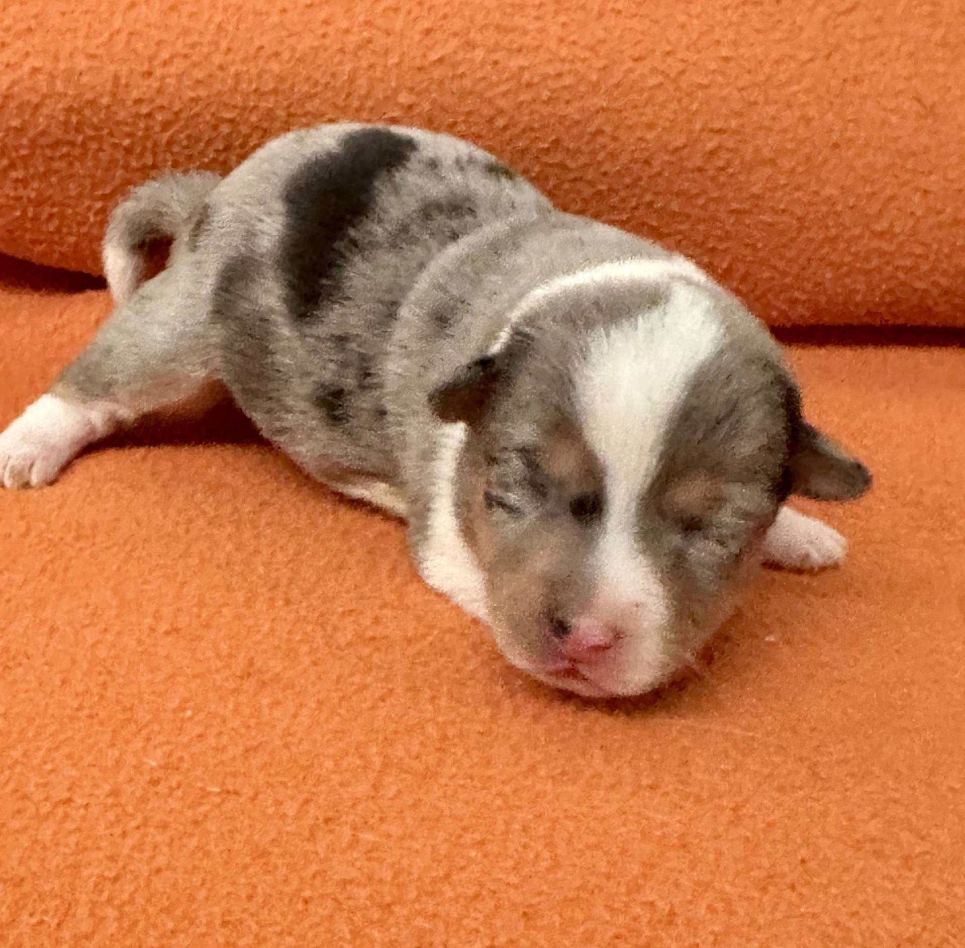 Jack Russell terrier neuvième