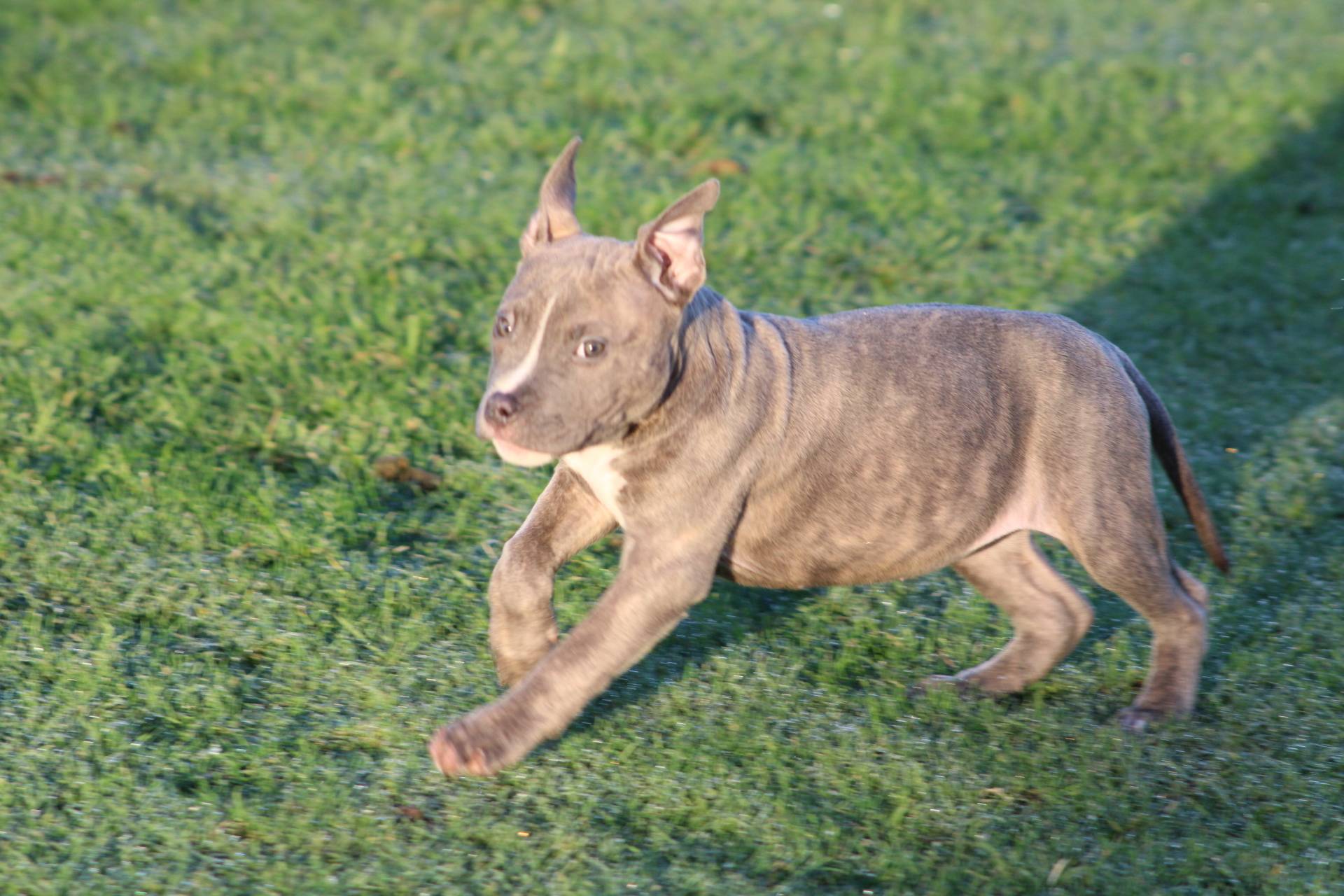 Femelle  American Bully Xl Ebkc deuxième