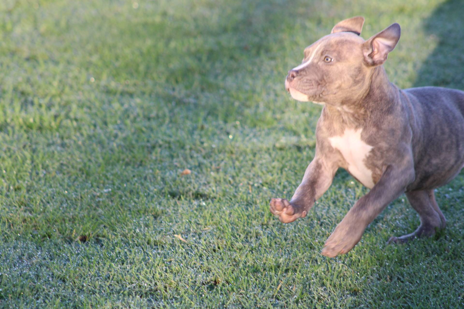 Femelle  American Bully Xl Ebkc première