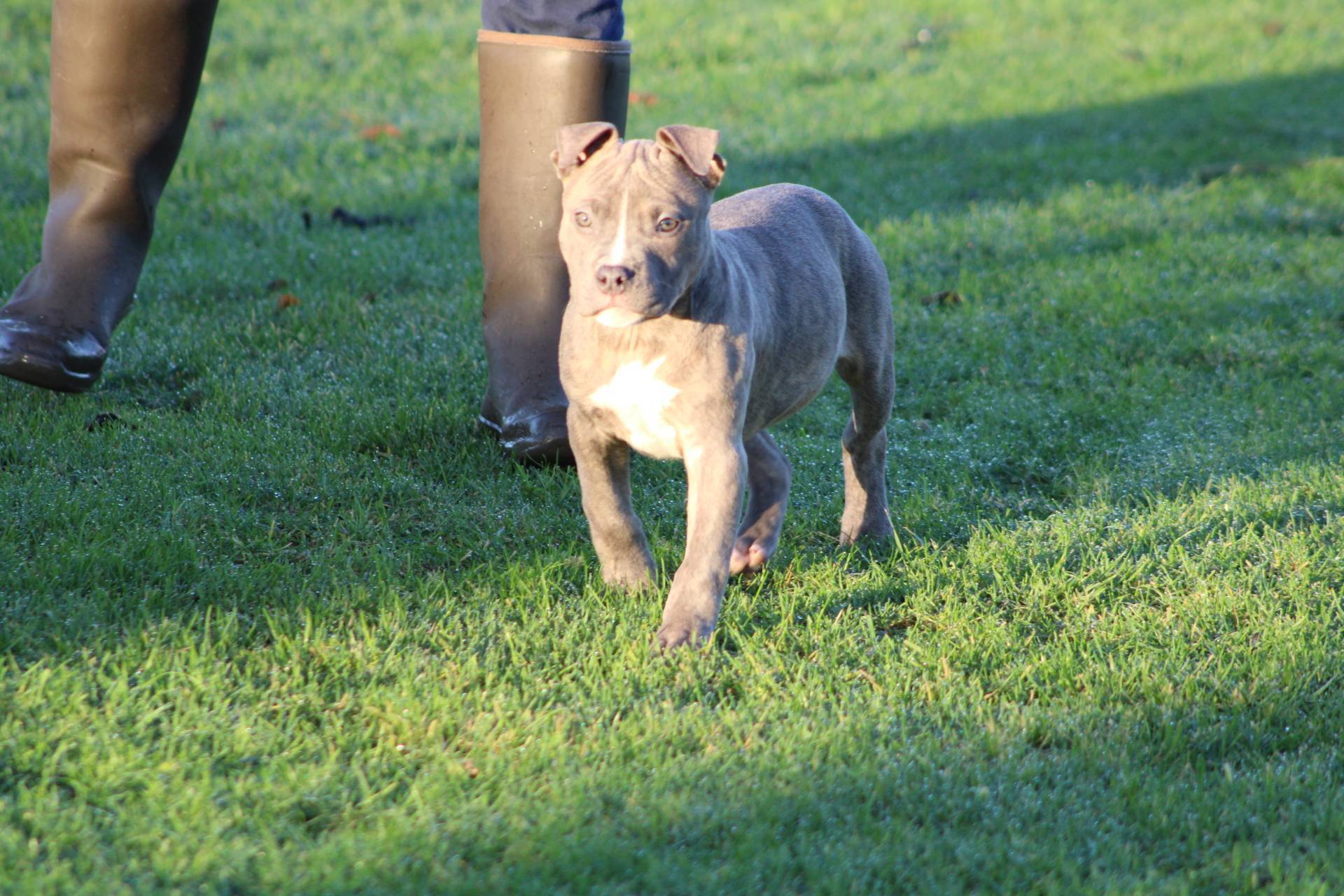 Femelle  American Bully Xl Ebkc quatrième