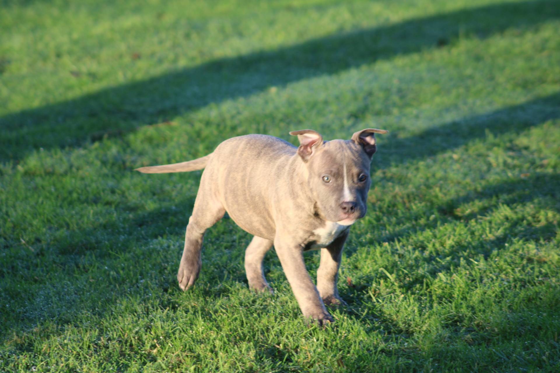 Femelle  American Bully Xl Ebkc cinquième
