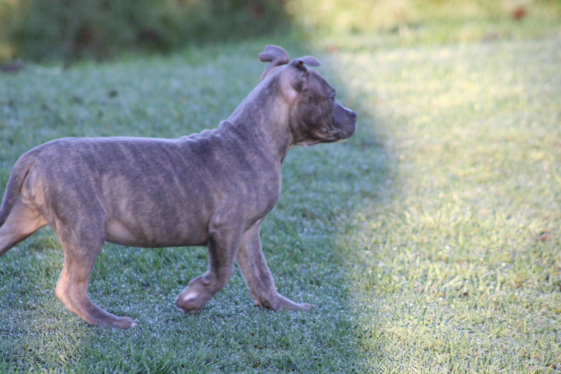 Femelle  American Bully Xl Ebkc septième