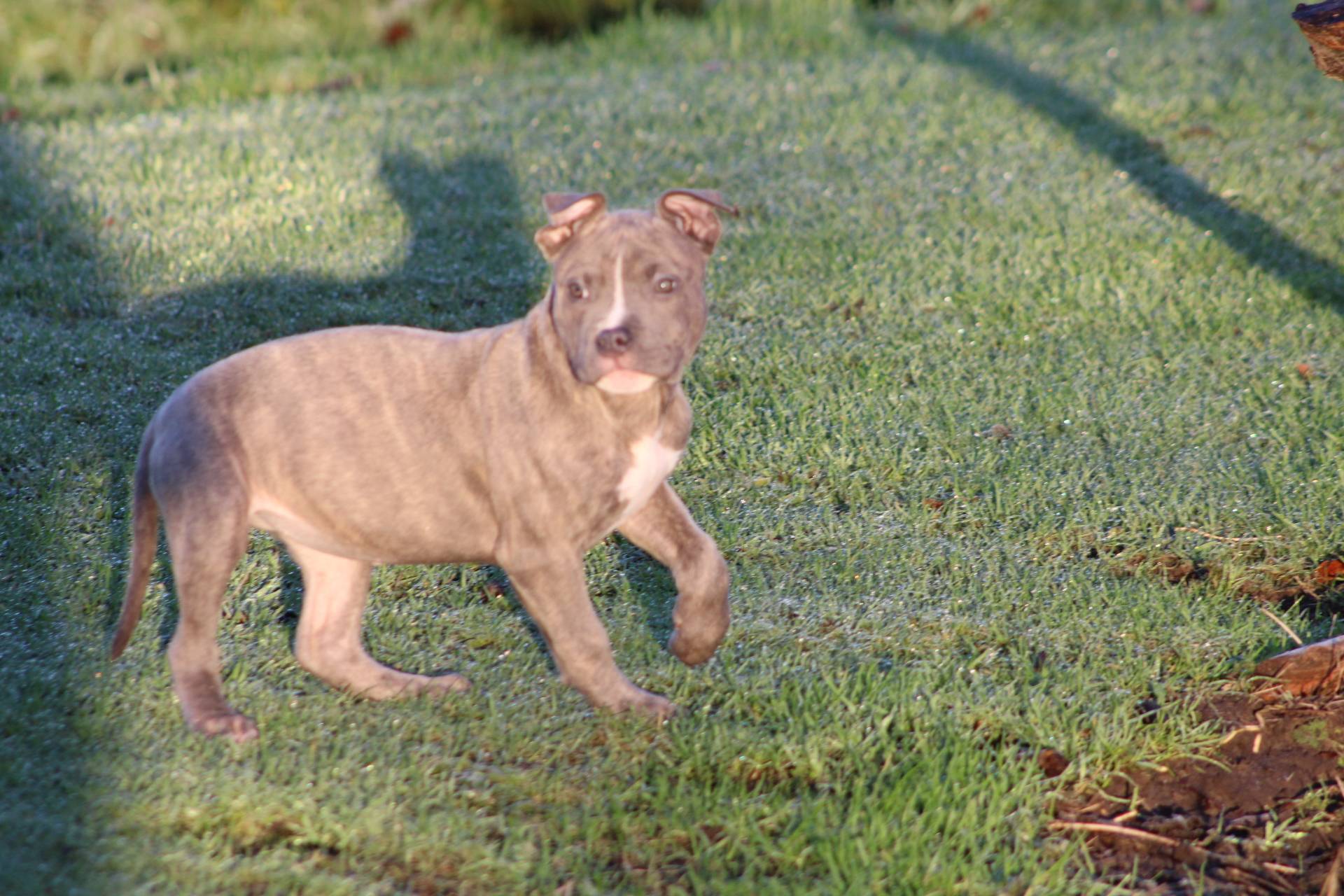 Femelle  American Bully Xl Ebkc première